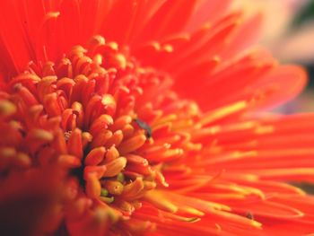 Extreme close up of red flower