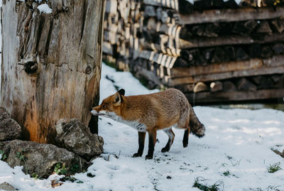 Red fox on snow looking to side