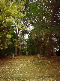 Trees in park during autumn