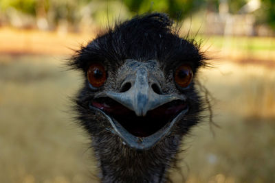 Close-up portrait of ostrich