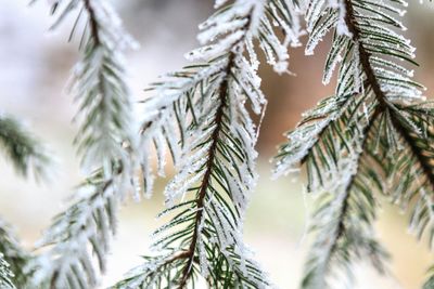 Close-up of pine tree in forest during winter