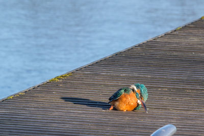 Close-up of bird perching on wooden pier