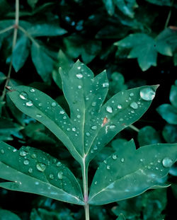 Close-up of wet plant leaves during rainy season