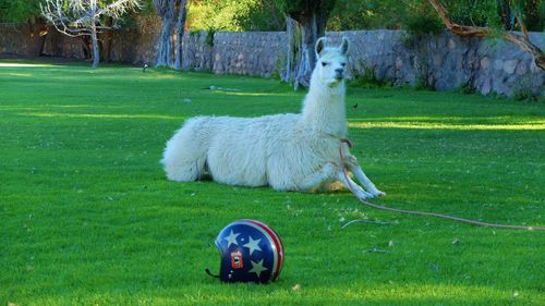 Llama relaxing on grassy field