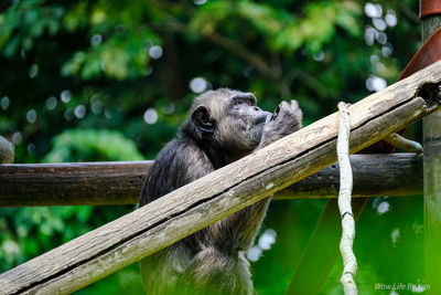 Monkey sitting on tree branch in zoo