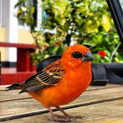 Close-up of bird perching on wall