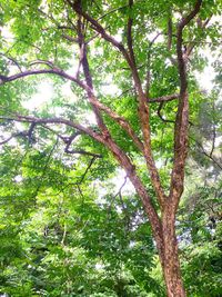 Low angle view of trees in forest