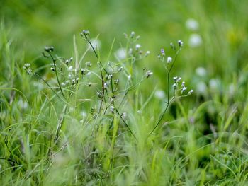 Close-up of flowering plants on field
