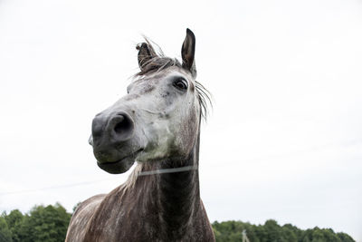 Portrait of horse in ranch