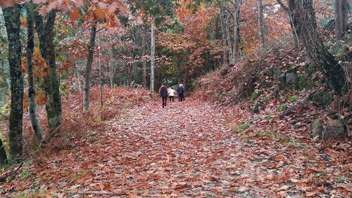 Rear view of people walking amidst trees in forest during autumn