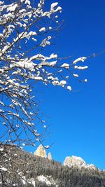 Low angle view of trees against blue sky