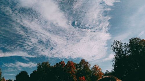 Low angle view of trees in forest against sky