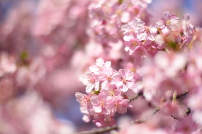 Close-up of pink flowers on tree