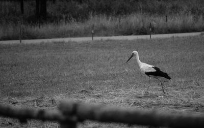 Bird on field