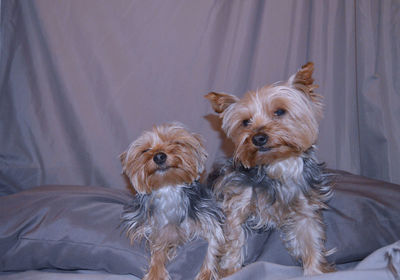 Yorkshire terriers relaxing on bed at home