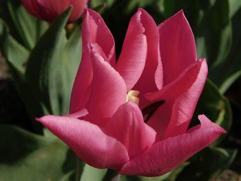 Close-up of pink flowers