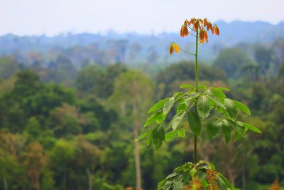 Close-up of plant against blurred background