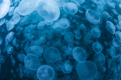 A group of jellyfish in notojima, ishikawa ,japan