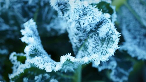 Close-up of frozen leaves 