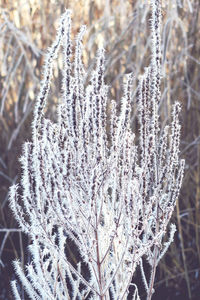 Close-up of spider web on tree during winter