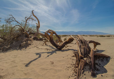 Driftwood on sand at beach against sky