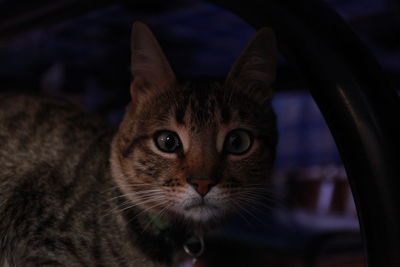 Close-up portrait of a cat