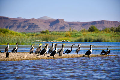 Flock of birds on beach