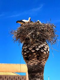 Low angle view of birds in nest against blue sky