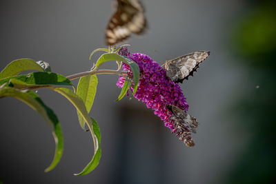Close-up of three butterfly on purple flower buddleia 