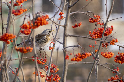 A fieldfare thrush sits on a branch among red berries.