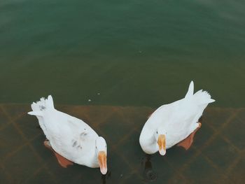 Birds floating on water