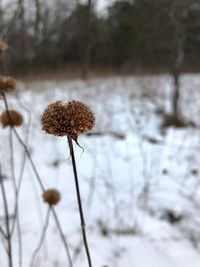 Close-up of snow on plant during winter
