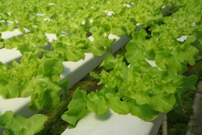 Close-up of vegetables on plant