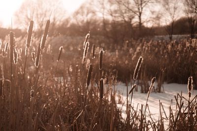 Close-up of plants on land during winter