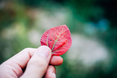 Close-up of hand holding autumn leaf