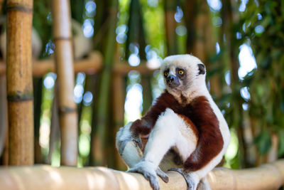 Close-up of an animal