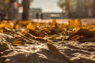 Close-up of autumn leaves