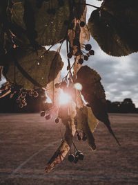 Close-up of dry leaves hanging on tree