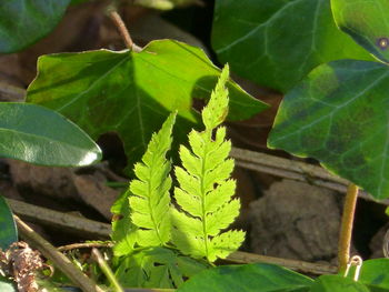 Close-up of green lizard on plant