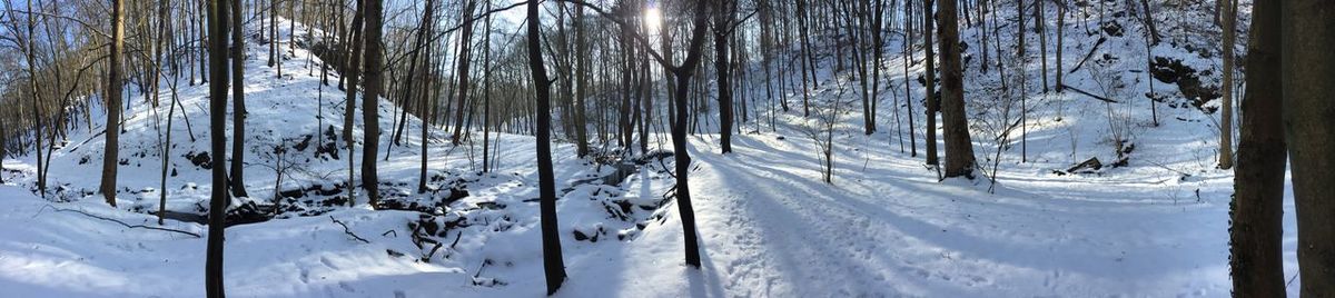 Snow covered land and trees in forest