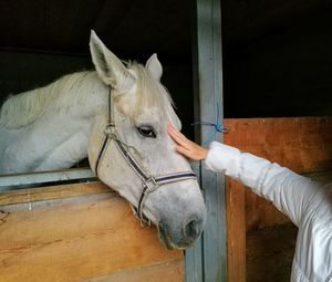 Midsection of woman touching horse in stable
