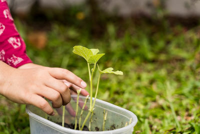 Midsection of person holding plant in field