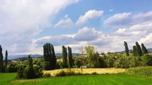Trees on field against sky