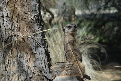 Lizard on tree