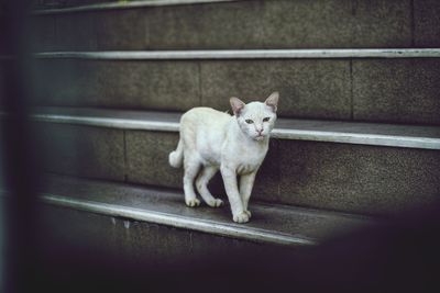 Portrait of cat sitting on railing