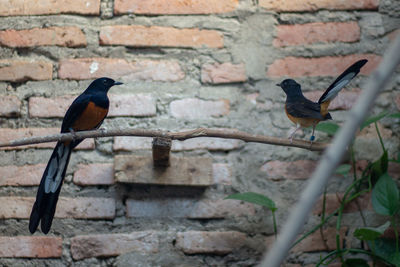 Bird perching on wall