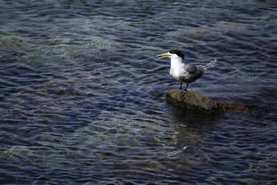 Seagull perching on a sea