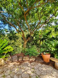 Potted plants in yard