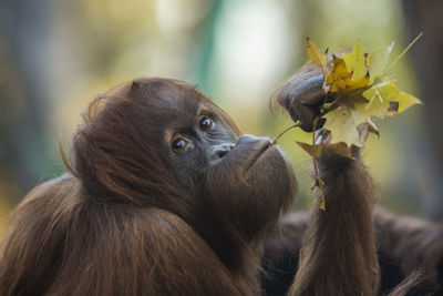 Close-up of an animal