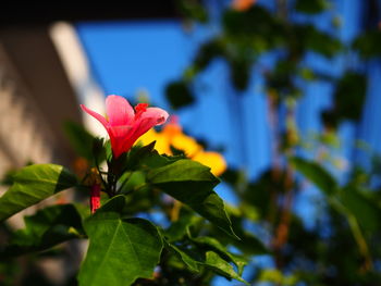 Close-up of red flowering plant